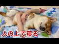 【柴犬】布団で寝てる飼い主の上でとても幸せそうに爆睡する犬