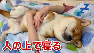 【柴犬】布団で寝てる飼い主の上でとても幸せそうに爆睡する犬