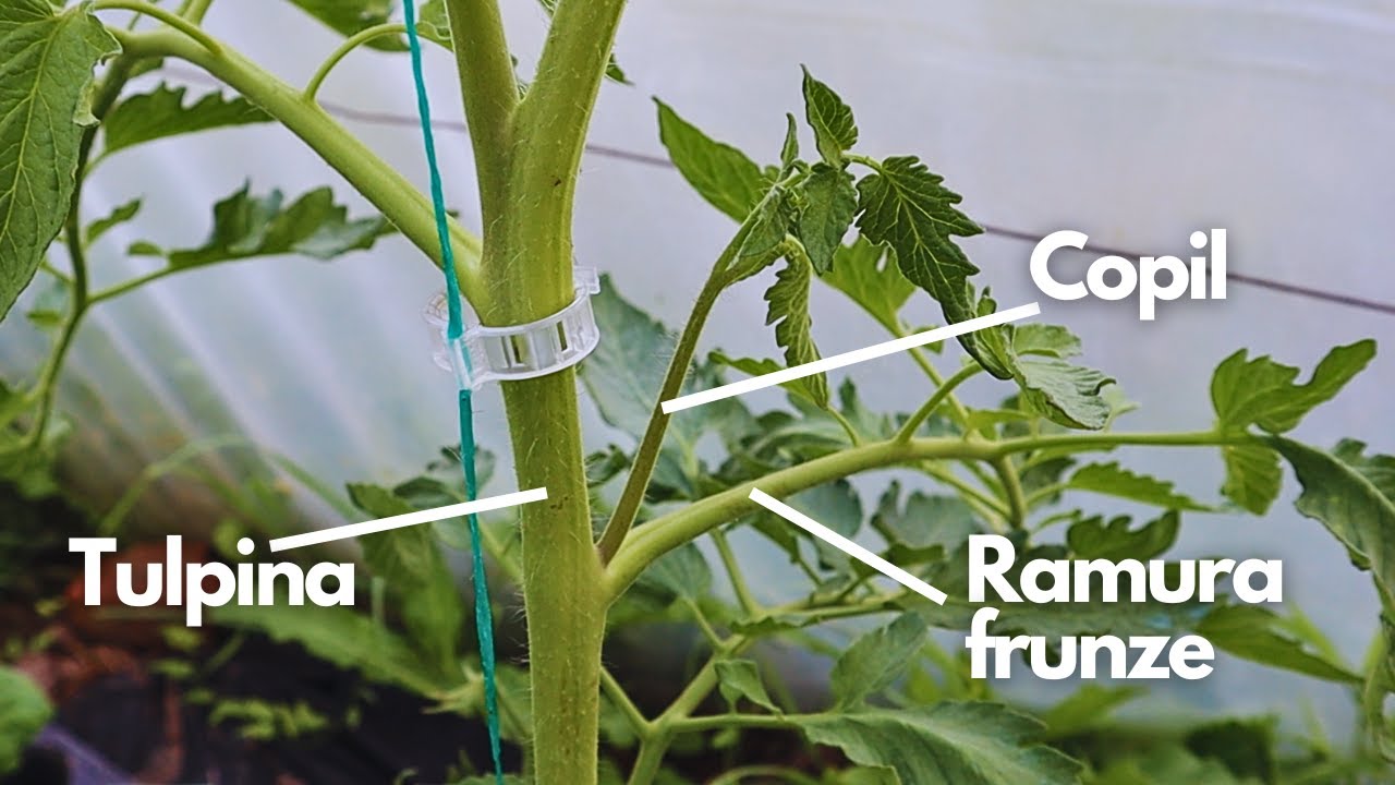 Как обрезать помидоры, чтобы получить гигантские плоды и высокую урожайность