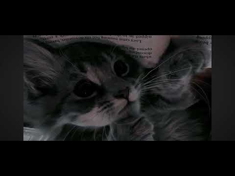 KARA KEDİ /MELİS FİS (speed+lyrics)