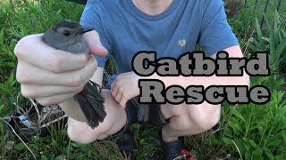 Catbird Rescue