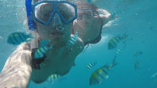 картинка: две морски животињи во индиски океан