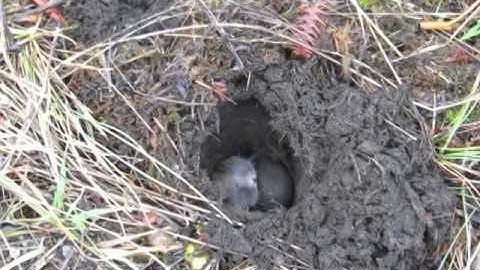 Mazama pocket gopher in his tunnel