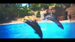 Dolphins.
