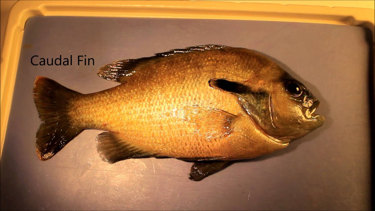 experience regina Fish Fins: Proper Terminology & Basic Functions