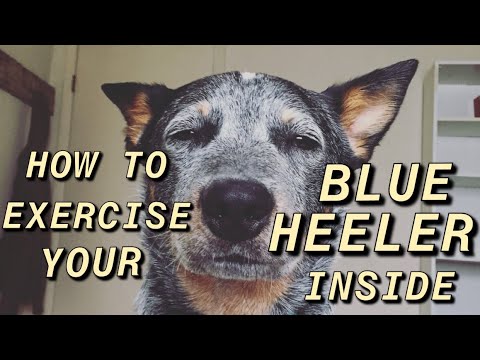 how-to:-exercise-your-dog-inside!-australian-cattle-dog