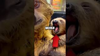 WORLDS SWEETEST BABY SLOTH! #shorts