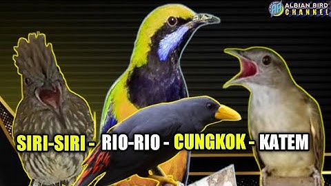 SIRI SIRI | RIO RIO | CUCAK CUNGKOK | KAPAS TEMBAK