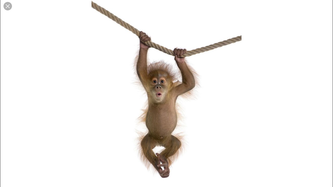 Monkey Boo ritual song (insta in description)