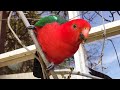 Australian king parrot and a kookaburra fly by