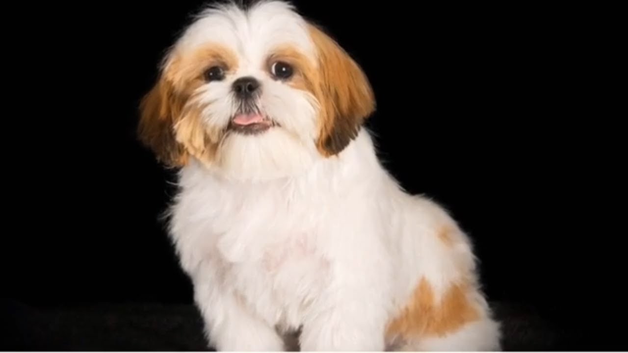 O que um Shih Tzu Pode Comer: Lista de Alimentos Seguros