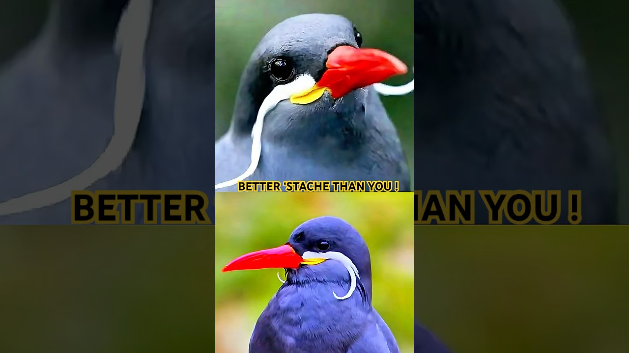 Seabird Dandy: Why This Bird Grows a Mustache to Impress Ladies? 💁‍♂️ 