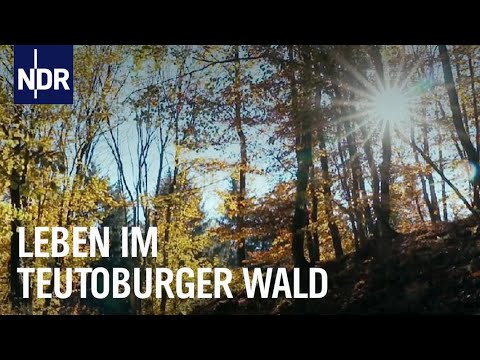 Video: Kleiner Rückzug in die Mitte des Waldes