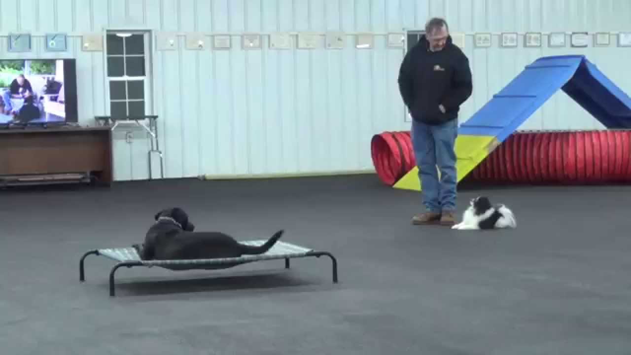 World Class Dog Kennels, Pet Training, McHenry IL. YouTube
