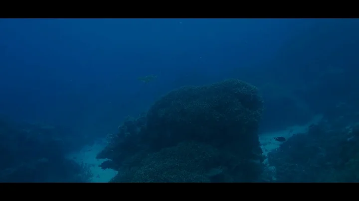 David Girsch VIDEO