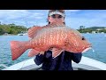 Big mangrove jacks and jewfish noosa river fishing