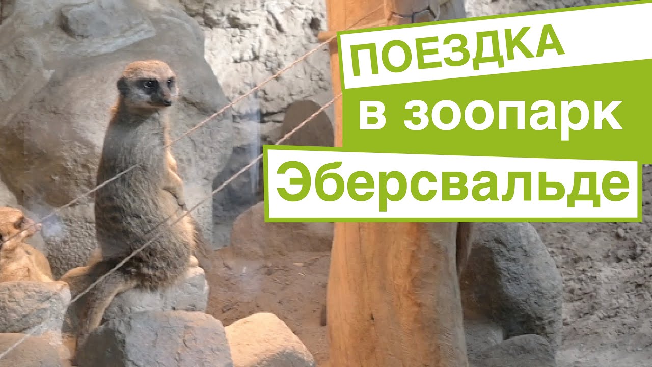 Поездка в зоопарк Эберсвальде - YouTube