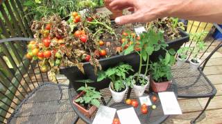 You can grow dwarf varieties of cherry tomatoes quite easily. i show
how to do it and highlight 5 may want try. please help support my c...
