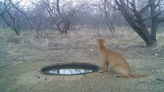 Imagens e vídeos do gato-mourisco (Puma yagouaroundi) da caatinga