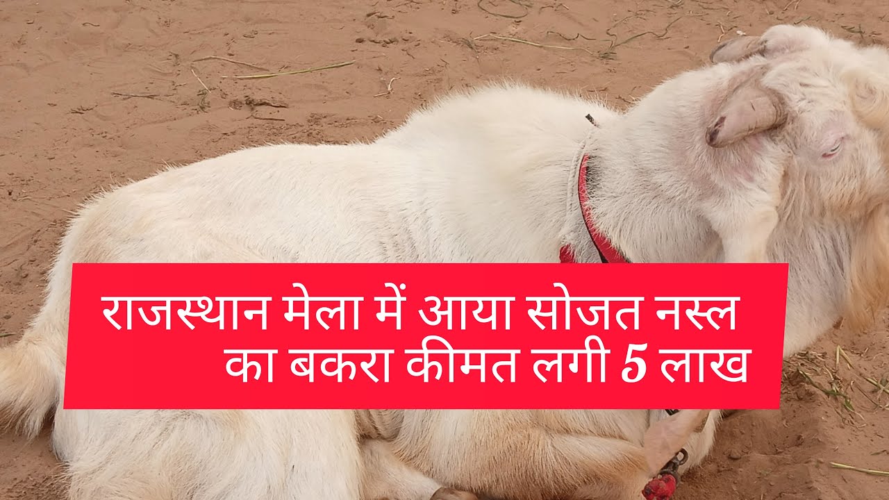 बकरा की कीमत लगी 5 लाख रुपए आप देख सकते हैं साथियों