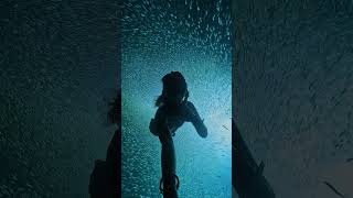 Gopro | Freediving Inside A Mesmerizing Bait Ball 🎬 Hiroko Taninaka #Shorts #Freediving