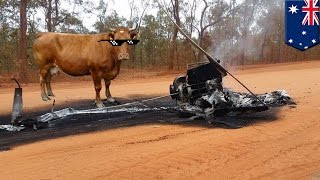 Fail! Herding helicopter gets brought down by cow - TomoNews screenshot 3