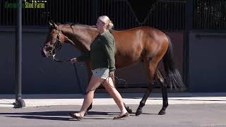 Lot 422 | Brave Smash JPN x Flute of Brut | Colt