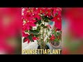 Care Of Poinsettia Plant//How To Grow And Care Poinsettia Plant/#Poinsettia#Fartilizer#Nahid Razwi/