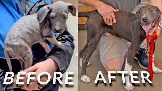 From Starvation to Salvation: Versace's Journey to Recovery by Helen Woodward Animal Center 434 views 8 months ago 2 minutes, 25 seconds