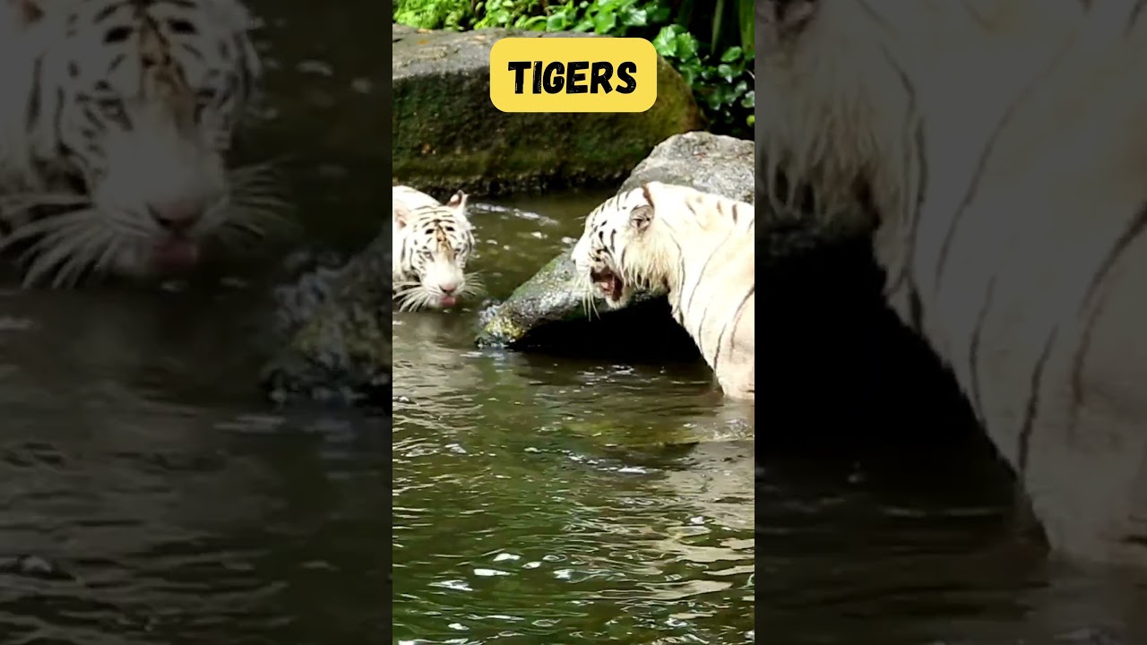 Land & Sea Animals Song 🎶 | Fun Learning Short | Jungle and Ocean Animals for Kids | 