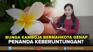 Even-Crowned Plumeria Flowers Signify Good Luck