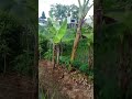 ngabuburit disawah yang indah#pemandangansawah