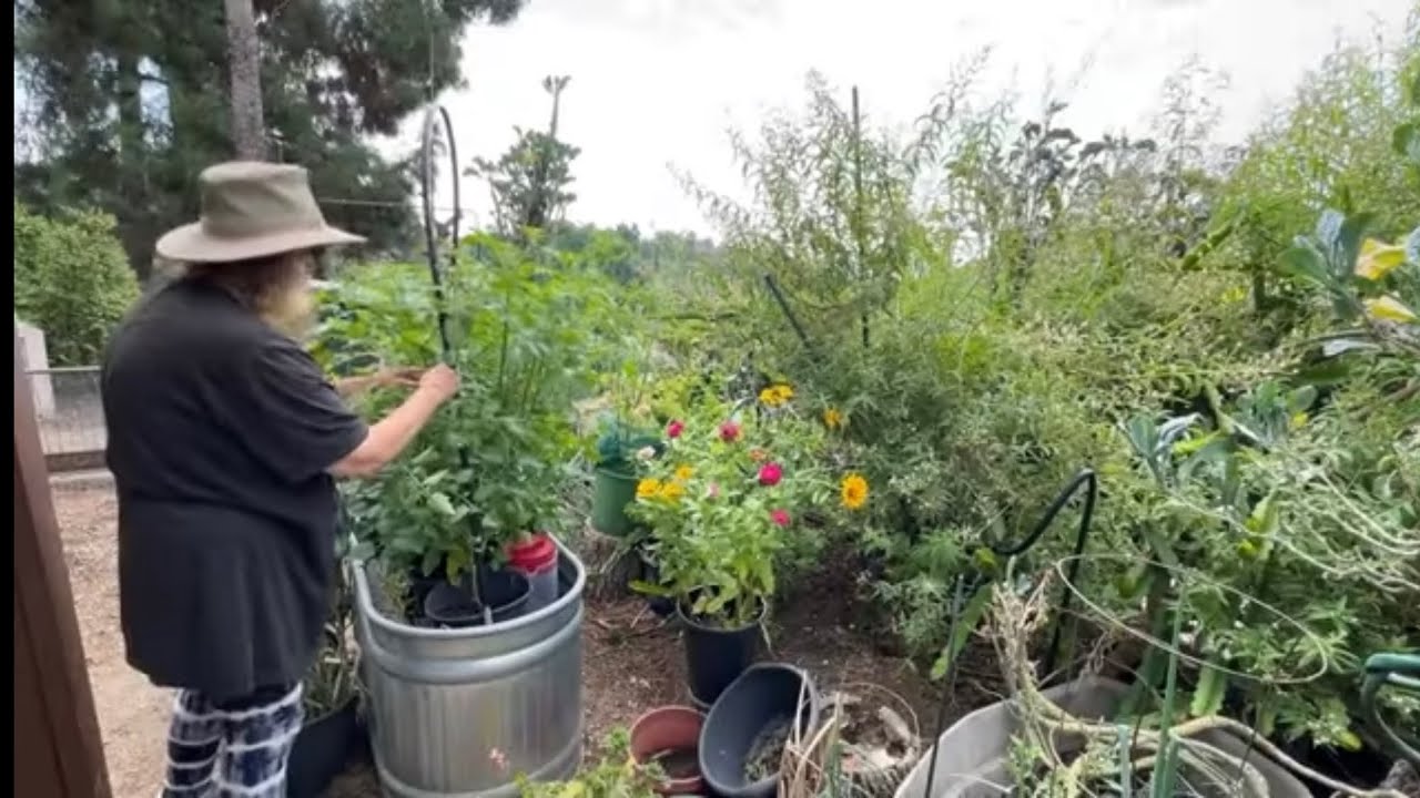 grow-in-raised-garden-bed-tomatoes-in-nature-free-soil-tulle-to