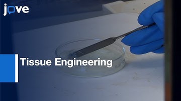 Construction Of Multicellular 3D Scaffold For Delivery-Layered Cell Sheets l Protocol Preview