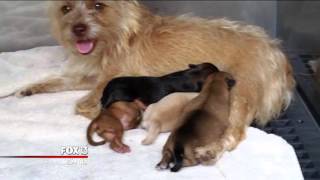 Tampa police find puppy in trash