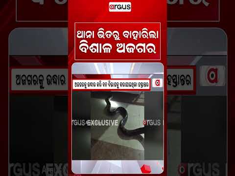 10-Foot Long Python Rescued From Ampani Police Station Premises In Kalahandi | Argus News