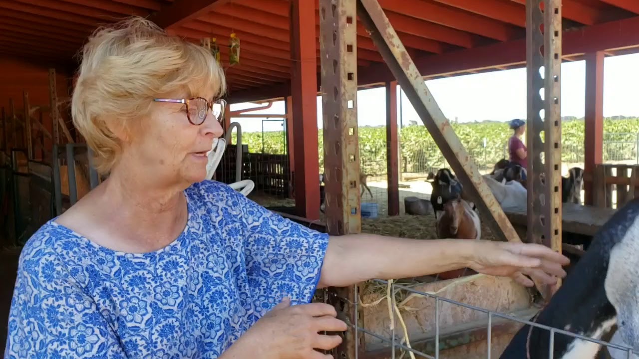 Bettyann Spenker introduces her goats and goat cheese creamery.