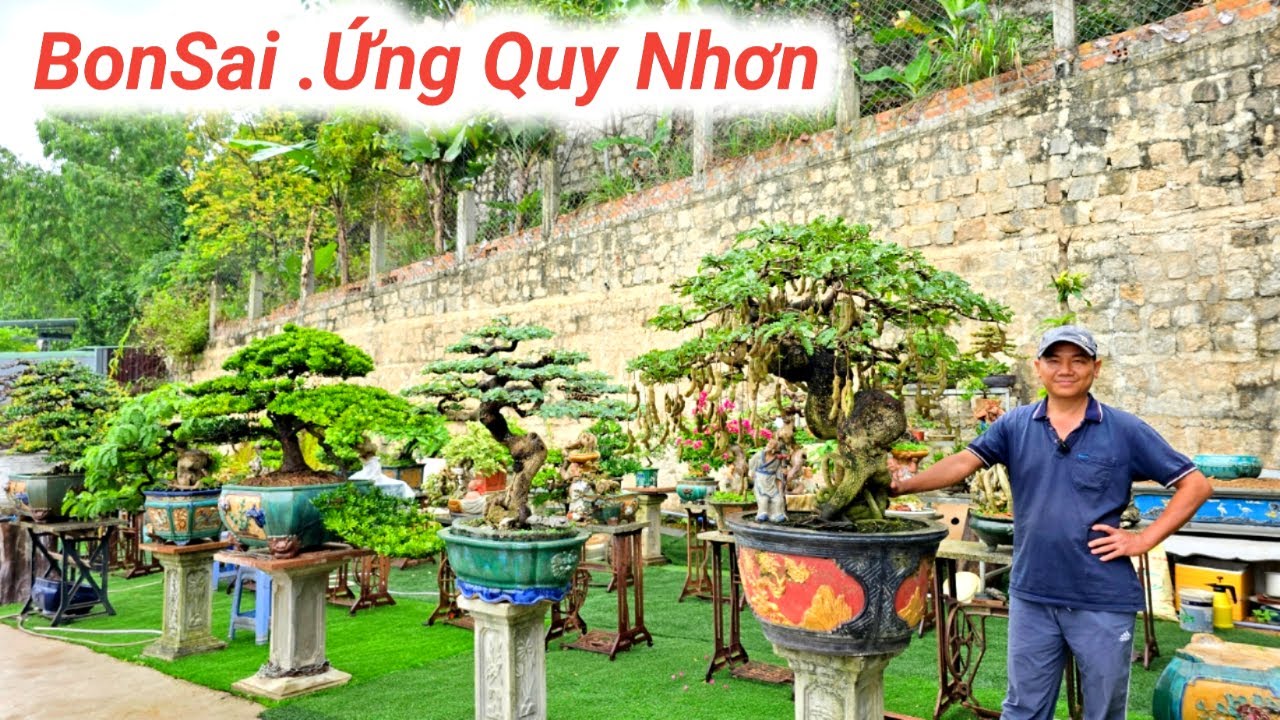 BonSai Ứng Quy Nhơn. Giao Lưu Nhiều Tác Phẩm Nghệ Thuật Cây Cảnh Đẹp Lh Zalo #0934094679