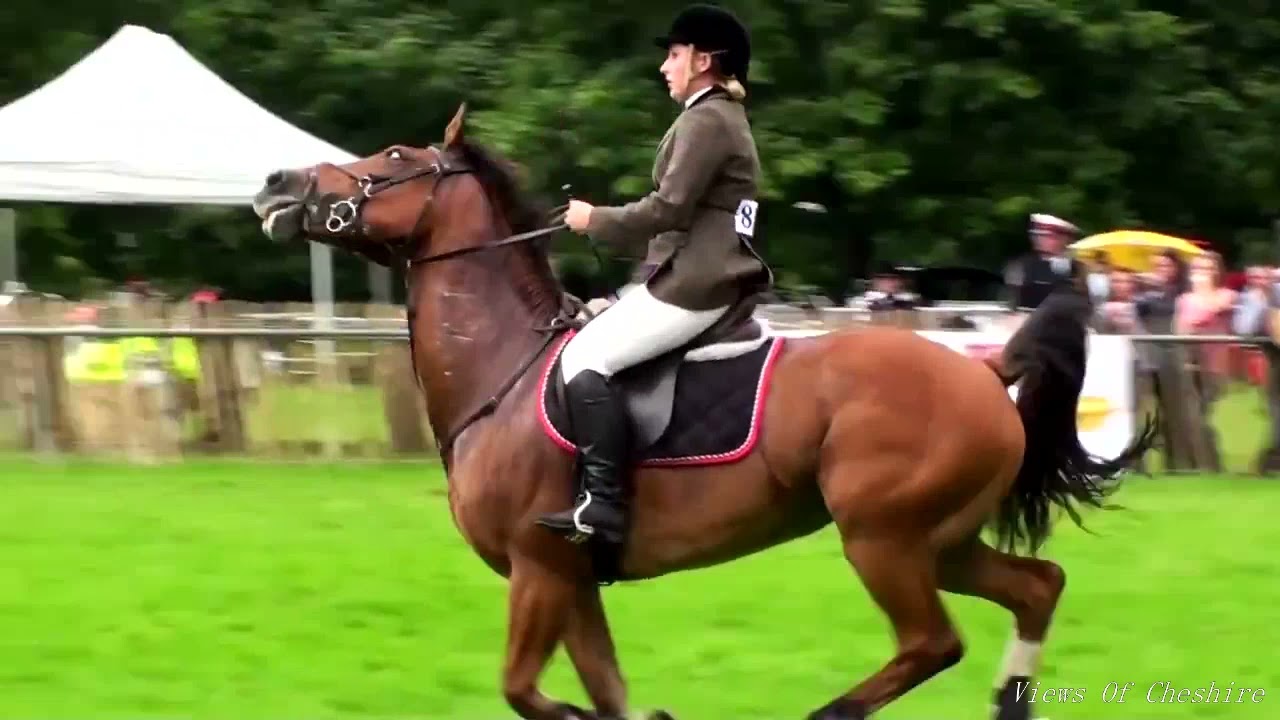 Chase Me Charlie Event 2013 - Poynton Show