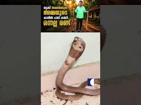 ഒറ്റക്ക് താമസിക്കുന്ന അമ്മയുടെ കാലിൽ പാമ്പ് കയറി, ഒന്നല്ല രണ്ട് #vavasuresh #snakemaster #cobra