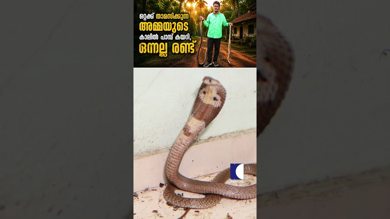 ഒറ്റക്ക് താമസിക്കുന്ന അമ്മയുടെ കാലിൽ പാമ്പ് കയറി, ഒന്നല്ല രണ്ട് #vavasuresh #snakemaster #cobra