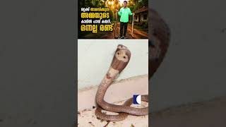 ഒറ്റക്ക് താമസിക്കുന്ന അമ്മയുടെ കാലിൽ പാമ്പ് കയറി, ഒന്നല്ല രണ്ട് #vavasuresh #snakemaster #cobra