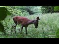 Deer fox bear wolfwild boarlinx birds    transylvania wildlife romania europe