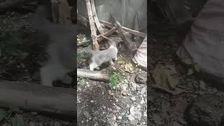POV: CEO cats explore outside house for the first time 😂Yang2 + Tom team up =💛RAS CREATION
