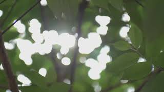 Bang For The Buck　Kamlan F1.1 50Mm Ⅱ, Lens Test