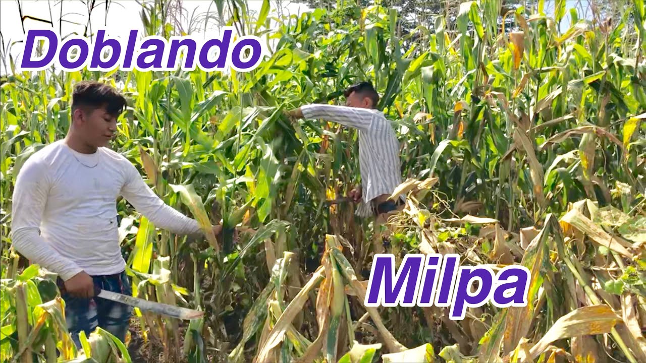 camera iphone 8 plus apk Como TODO un CAMPESINO 🙋♂️ A Si se TRABAJA En El CAMPO 👈