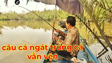 Câu cá ngát đầu mùa mưa lại trúng ổ vằn vện nái trong đám lá dừa nước |Bùi Hiển Ba Vát |