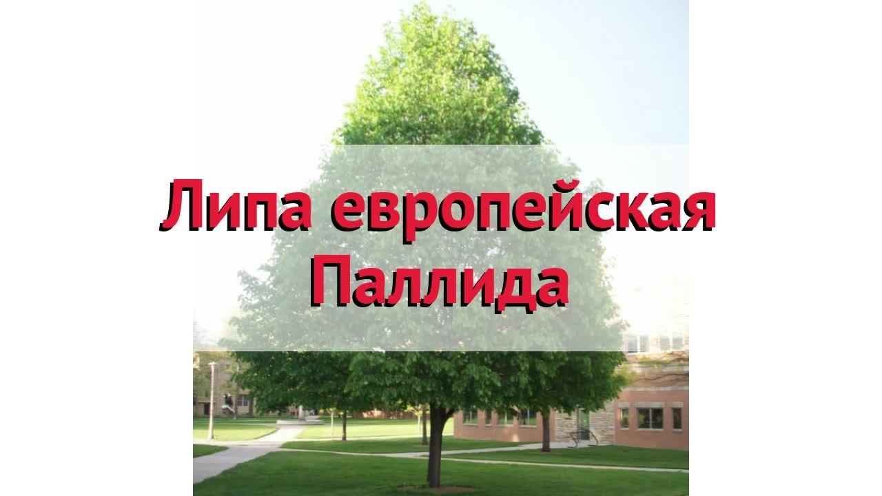 Липа европейская Паллида 🌿 Обзор: посадка и уход. крупномеры липы ...