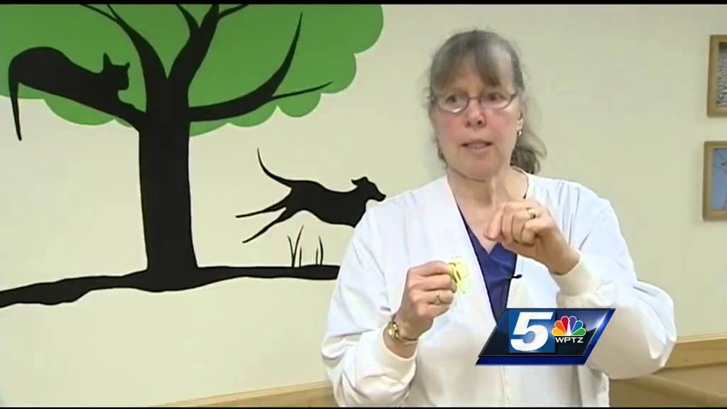 Veterinarians list ways to prevent your dog from getting ticks YouTube