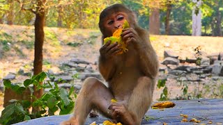 Monkey Baloo is very cheerful with his time by eating mango
